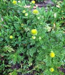 Attēlu rezultāti vaicājumam “Matricaria discoidea flower”