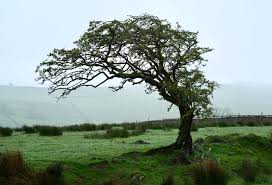 Attēlu rezultāti vaicājumam “Crataegus monogyna”