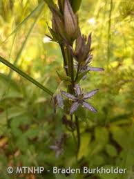 Attēlu rezultāti vaicājumam “Swertia perennis flower”