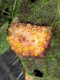 Attēlu rezultāti vaicājumam “Puccinia urticata”