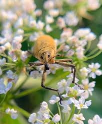 Attēlu rezultāti vaicājumam “Lixus iridis”