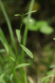 Attēlu rezultāti vaicājumam “Stellaria longifolia leaf”