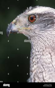 Image result for Goshawks G C