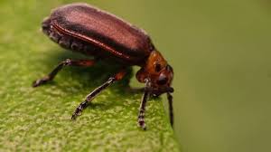 Attēlu rezultāti vaicājumam “Pyrochroidae imago”