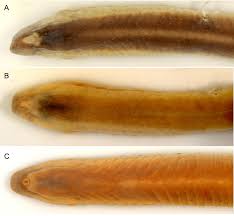 Image result for Lethenteron camtschaticum