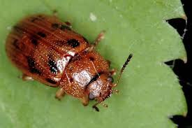 Attēlu rezultāti vaicājumam “Gonioctena”