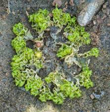 Attēlu rezultāti vaicājumam “Fossombronia wondraczekii”