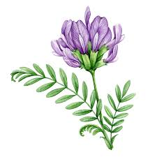 Attēlu rezultāti vaicājumam “Astragalus arenarius flower”