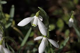 Attēlu rezultāti vaicājumam “Galanthus nivalis bud”
