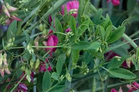 Attēlu rezultāti vaicājumam “Lathyrus tuberosus flower”