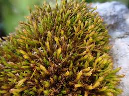 Attēlu rezultāti vaicājumam “Schistidium dupretii”