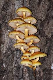 Attēlu rezultāti vaicājumam “Pholiota aurivella”