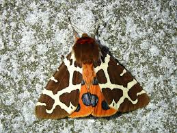 Attēlu rezultāti vaicājumam “Arctia caja”