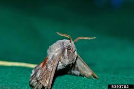 Attēlu rezultāti vaicājumam “Laothoe populi”