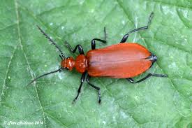 Attēlu rezultāti vaicājumam “Pyrochroidae”