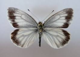 Attēlu rezultāti vaicājumam “Pieris napi male”