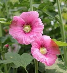 Attēlu rezultāti vaicājumam “Alcea rosea flower”