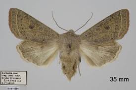 Attēlu rezultāti vaicājumam “Orthosia gracilis”