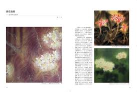 Image result for 2009早春