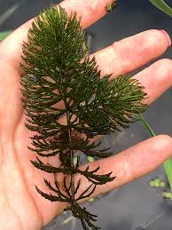 Attēlu rezultāti vaicājumam “Ceratophyllum demersum”