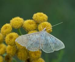 Attēlu rezultāti vaicājumam “Pleuroptya ruralis”