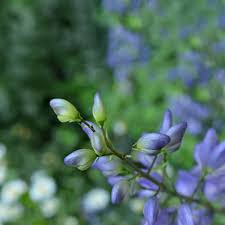 Attēlu rezultāti vaicājumam “Aconitum napellus bud”