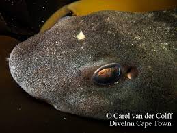 Image result for Haploblepharus pictus