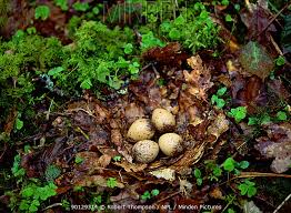 Attēlu rezultāti vaicājumam “Scolopax rusticola nest”