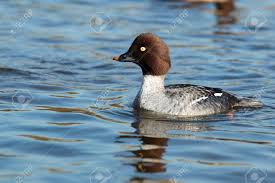 Attēlu rezultāti vaicājumam “Bucephala clangula female”