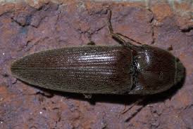 Attēlu rezultāti vaicājumam “Melanotus sp.”