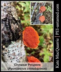 Attēlu rezultāti vaicājumam “Pycnoporus cinnabarinus”