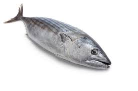 Image result for Euthynnus alletteratus