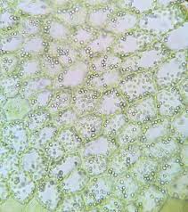 Attēlu rezultāti vaicājumam “Fossombronia foveolata sporophyte”