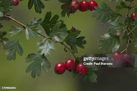 Attēlu rezultāti vaicājumam “Crataegus macracantha fruit”