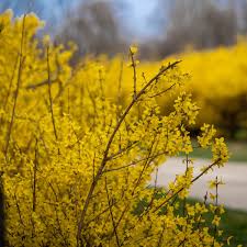 Attēlu rezultāti vaicājumam “Forsythia intermedia flower”