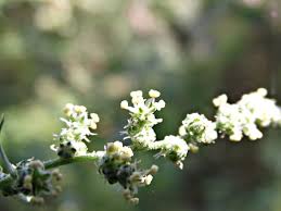 Attēlu rezultāti vaicājumam “Chenopodium album flower”