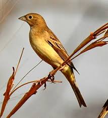 Image result for Emberiza melanocephala
