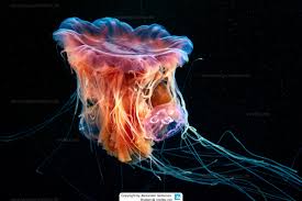 Image result for Cyanea capillata