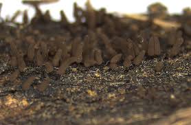 Attēlu rezultāti vaicājumam “Stemonitopsis typhina var. similis spores”