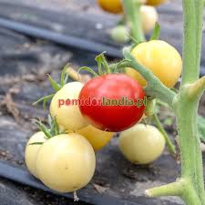 Afbeeldingsresultaat voor stump of the world tomato