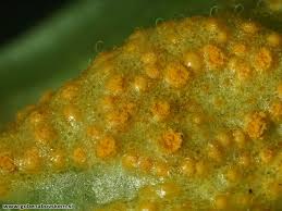 Attēlu rezultāti vaicājumam “Uromyces dactylidis”