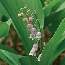 Attēlu rezultāti vaicājumam “Convallaria majalis flower”