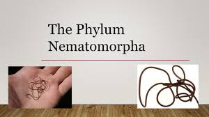 Attēlu rezultāti vaicājumam “Nematomorpha”