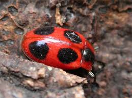 Attēlu rezultāti vaicājumam “Endomychus coccineus”