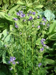 Attēlu rezultāti vaicājumam “Polemonium caeruleum flower”
