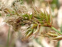 Attēlu rezultāti vaicājumam “Carex arenaria”