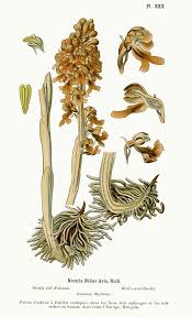 Attēlu rezultāti vaicājumam “Neottia nidus-avis”