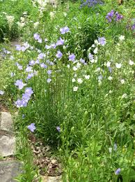 Image result for Campanula persicifolia