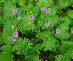 Attēlu rezultāti vaicājumam “Geranium molle flower”