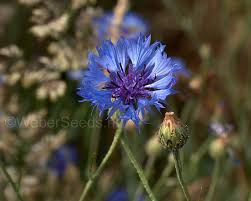 Image result for Centaurea cyanus